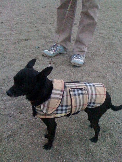 plaid dog coats burberry